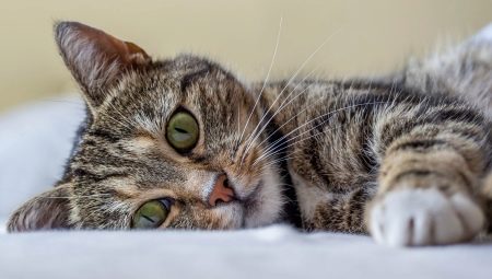 Alt om katter: beskrivelse, typer og innhold