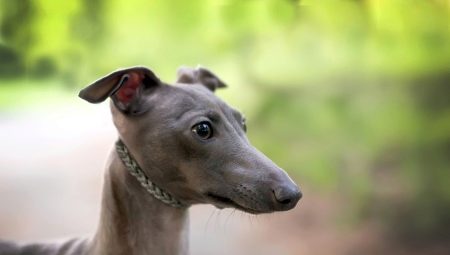 İtalyan Greyhounds hakkında