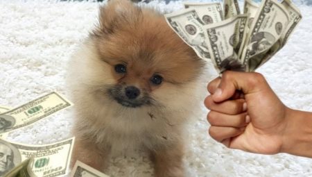 Tutte le tasse sui cani