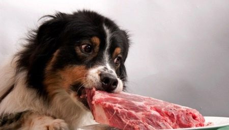 הכל אודות מזון כלבים טבעי