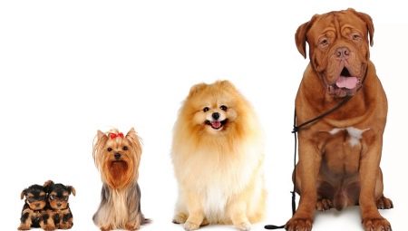 Tudo sobre tamanhos de cães: variedades e métodos de medição