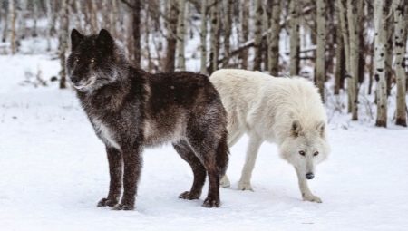 Totul despre Wolfhounds