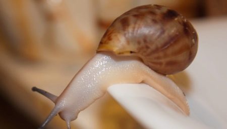 Achatina fulica albino: como são os caracóis e como eles os contêm?