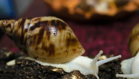 Achatina albino reticulate: maintenance and care of the snail at home