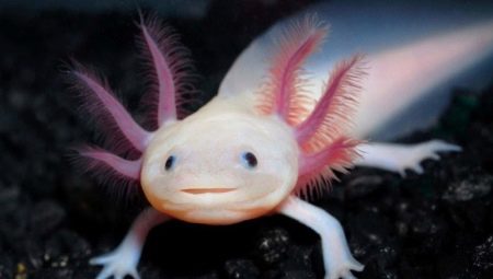 Axolotl: đó là ai, loại, kích cỡ và nội dung