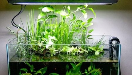 Aquarium 40 liters: how to arrange and what kind of fish can be kept?