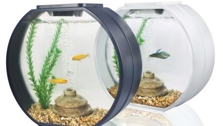 Akvárium pre začiatočníkov: výber akvárií a rýb, prvky starostlivosti