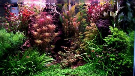 Herboriste d'aquarium: caractéristiques et recommandations pour la fabrication