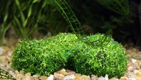 Akvaario riccia: lajikkeet ja sisältösuositukset