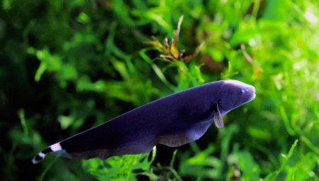 Аквариум рибен нож: видове, съдържание и съвместимост