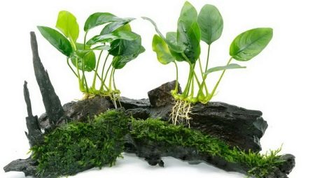 Anubias akvaryum bitkisi: türler, içerik ve üreme