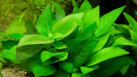 Аквариум растение лимонова трева: селекция, отглеждане и размножаване