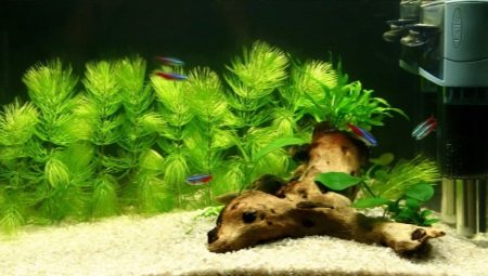 Kilang aquarium hornwort: penerangan, penanaman dan kandungan