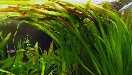 Akvariumsväxt Wallysneria: plantering, skötsel och underhåll