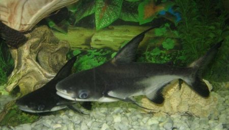 Akvariumo rykliai: ypatybės, rūšys ir auginimas