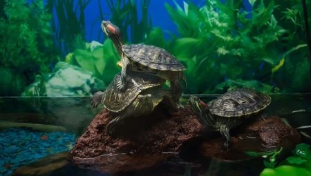 Χελώνες ενυδρείων: ποικιλίες, φροντίδα και αναπαραγωγή