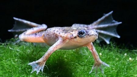 Akvaario sammakot: kuvaus ja tyypit, ylläpito ja hoito