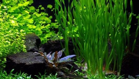 Aquarium plants: types, care and maintenance of grass