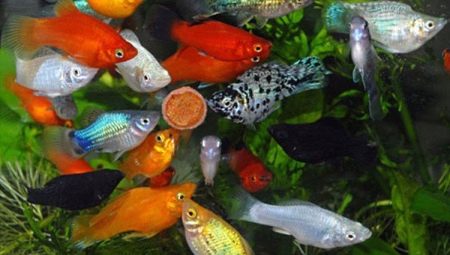 Aquarienfische von Mollinsien: Sorten, Auswahl, Pflege, Fortpflanzung