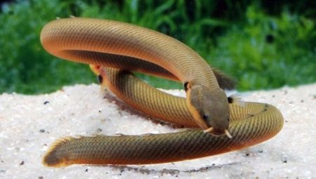 Serpentes de peixes de aquário: variedades, seleção, cuidados, criação