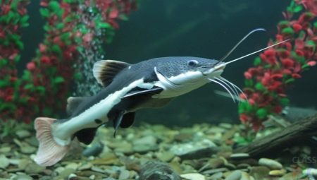 سمك السلور المائي: أصناف ، نصائح حول الرعاية والتكاثر