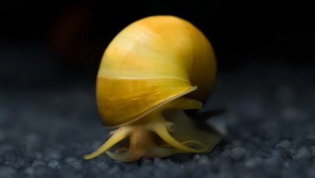 Aquarium snails: pros and cons, varieties, care and reproduction