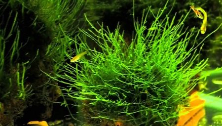 Aquarium moss: varieties, selection, care and breeding