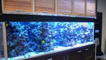 1000 ve daha fazla litrelik akvaryumlar: balıkların özellikleri ve seçimi