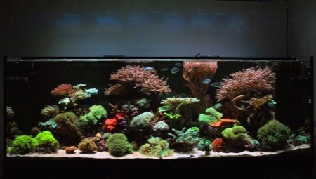 500 litran akvaariot: niiden koko ja laukaisu