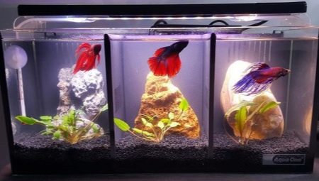 Aquariums for males: selection, equipment and maintenance