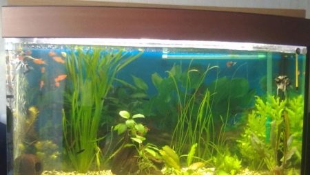 Aquarium 50 liter: saiz, bilangan ikan dan pilihan mereka