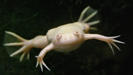 Biela akvária žaba: popis a odporúčania pre obsah
