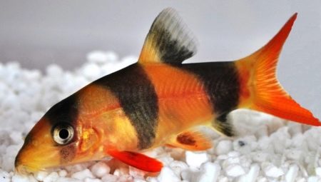 Botsi: especies de peces de acuario y características de su contenido.