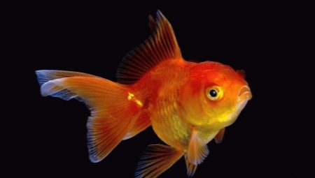 Apa dan bagaimana untuk memberi makan ikan emas?