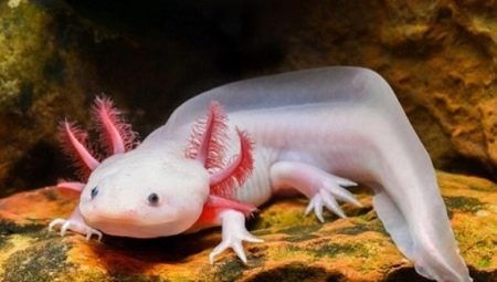 Kā barot axolotl?