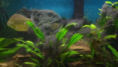 Algas pretas em um aquário: por que surgir e como lidar com elas?