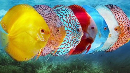 דיסקוס: תיאור וסוגי הדגים, שמירה על האקווריום וטיפול