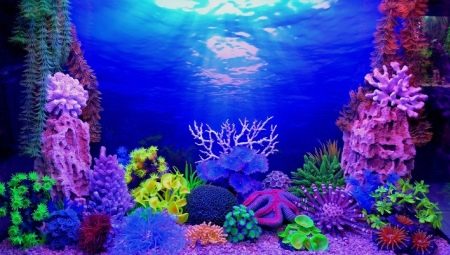 Az akvárium háttere: típusok, kiválasztás és telepítés