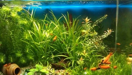 Fosfaatit akvaariossa: normit ja sisällön tason hallinta