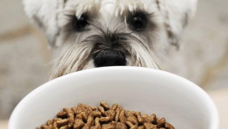 Hypoallergenic dog food: features, types and selection criteria