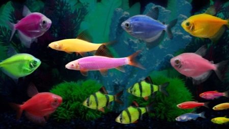 Glofish fish: självlysande fluorescerande akvariuminvånare