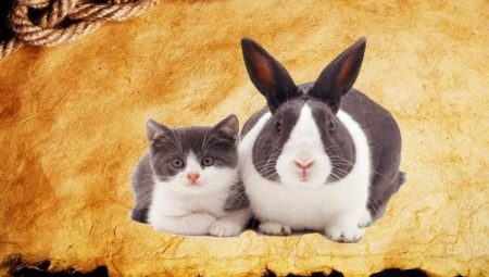 Tahun Rabbit (Cat): ciri dan keserasian