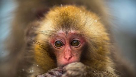 Beždžionės metai: datos, ypatybės ir suderinamumas