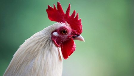 שנת התרנגול: מאפיינים, אלמנטים ותאימות