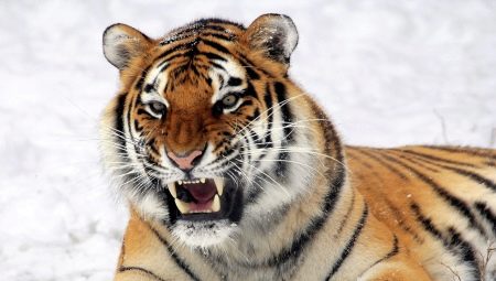 Година на тигъра: описание на символа и характеристиките на хората