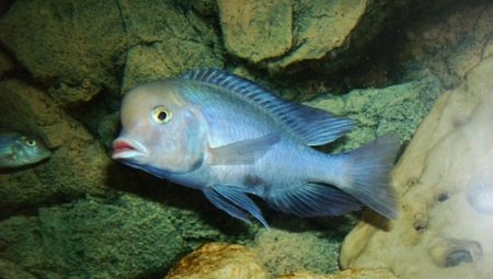 ปลาโลมาสีน้ำเงิน: คำอธิบายของตู้ปลาและกฎของมัน