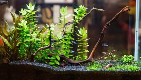Gruntas akvariumo augalams: rūšys, pasirinkimas ir pritaikymas