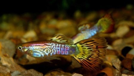 Guppy cobra: colors and content tips