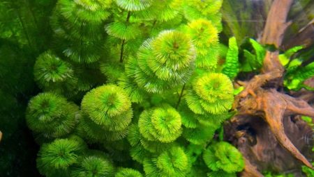 Kabomba: caracteristici ale plantei de acvariu, păstrare și reproducere