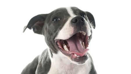 Comment déterminer l'âge d'un chien par ses dents?